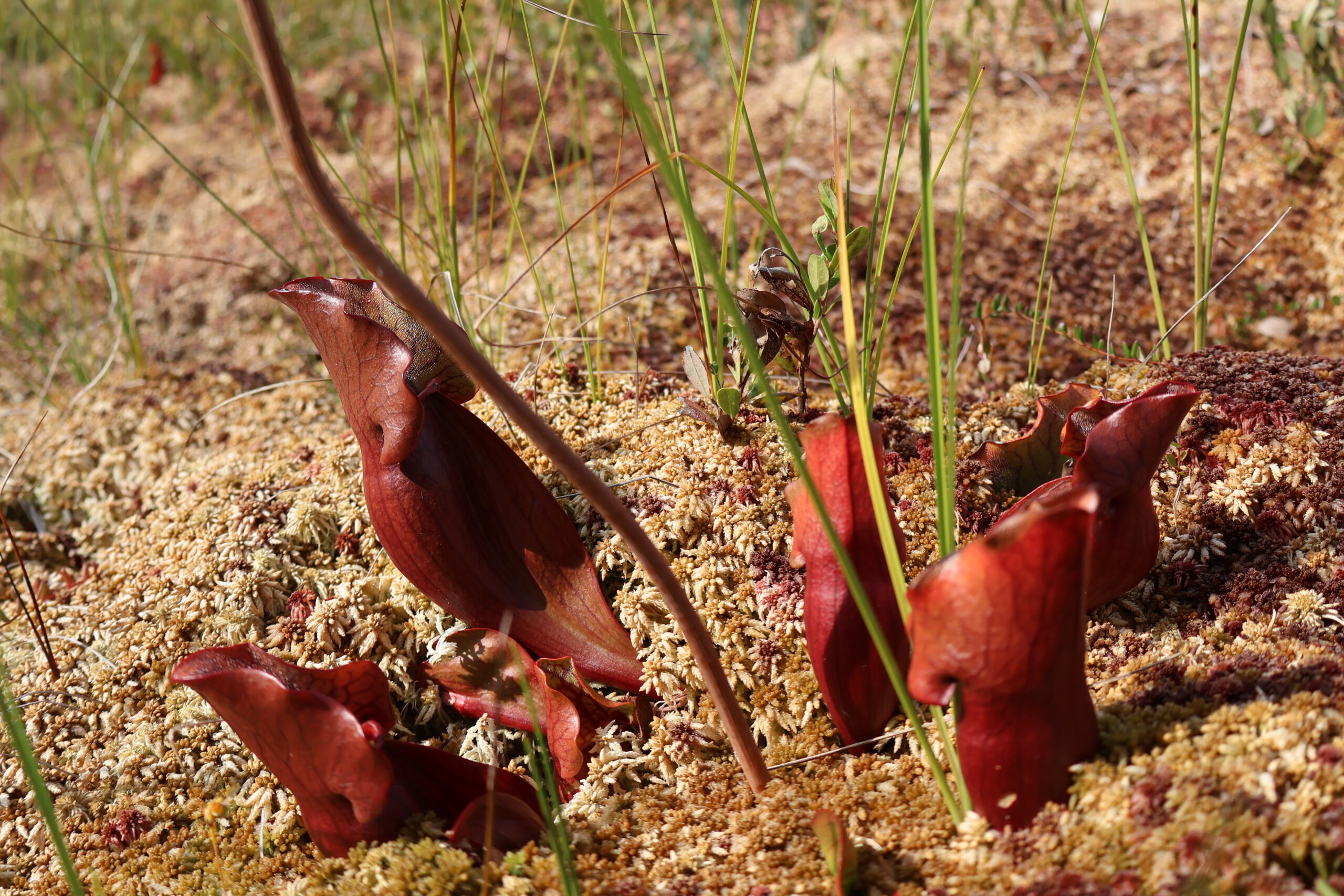 Sarracenia purpurea