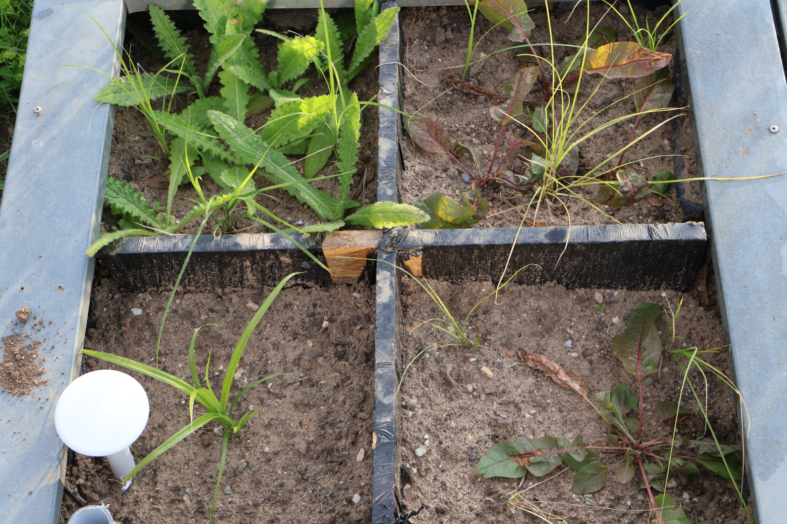 Density-dependence garden experiment