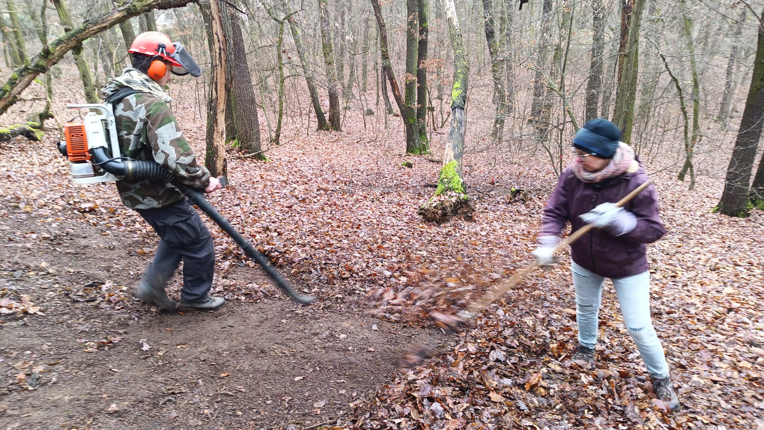 Forest eutrophication and biodiversity loss